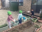 春野菜育て中！