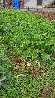 大根抜きに行ってきました♪